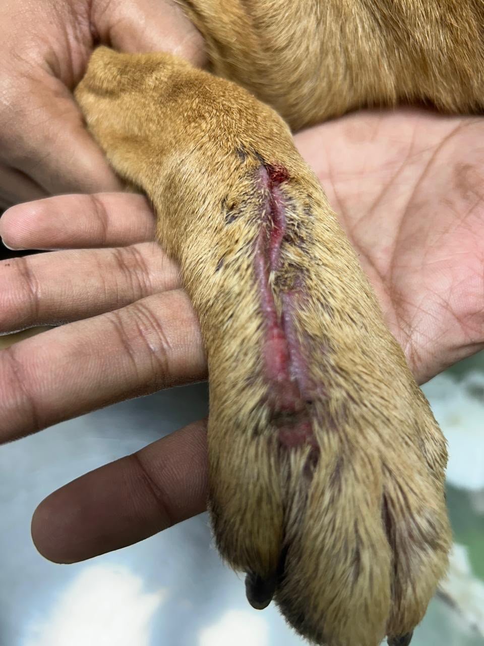 Golf Course Vets clinic and pet care